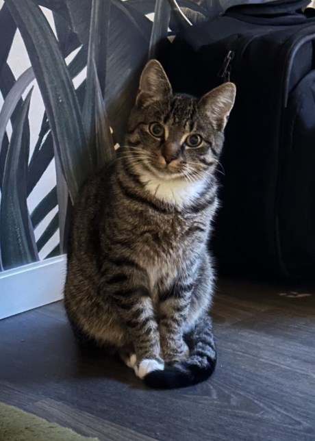 Kat Europese korthaar of huiskat