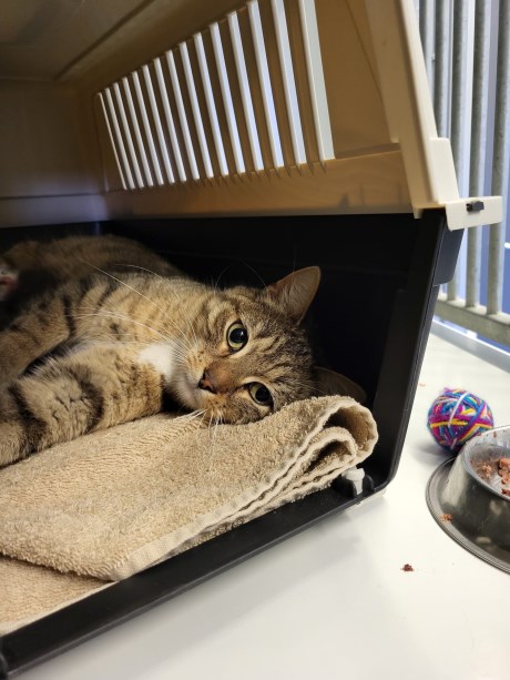 Kat Europese korthaar of huiskat