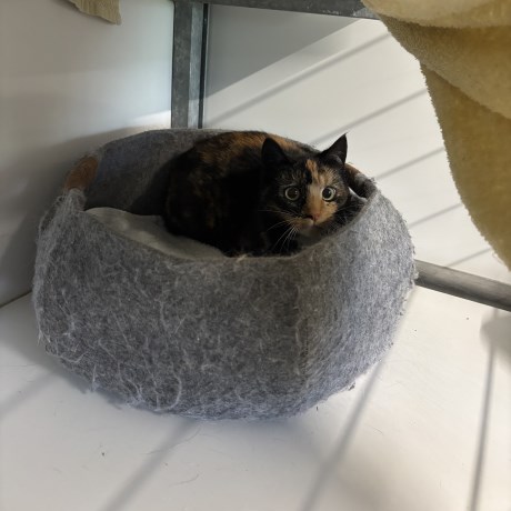 Kat Europese korthaar of huiskat