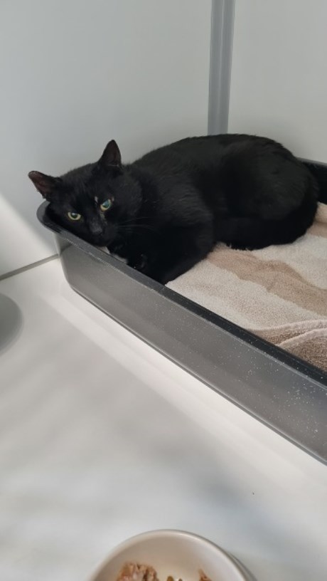 Kat Europese korthaar of huiskat