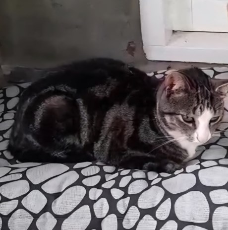 Kat Europese korthaar of huiskat