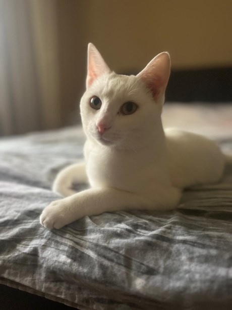 Kat Europese korthaar of huiskat