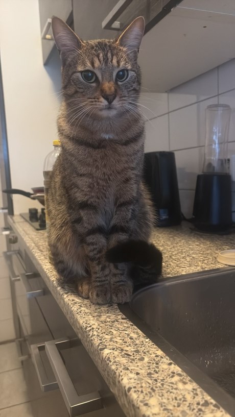 Kat Europese korthaar of huiskat