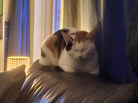 Kat Europese korthaar of huiskat