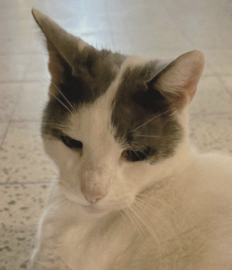 Kat Europese korthaar of huiskat