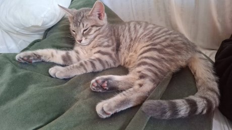 Kat Europese korthaar of huiskat