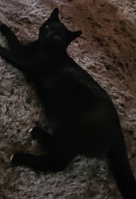 Kat Europese korthaar of huiskat