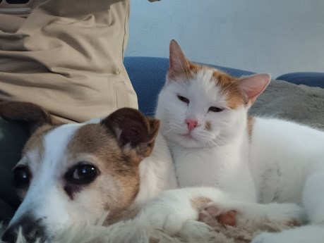 Kat Europese korthaar of huiskat