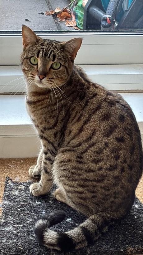 Kat Europese korthaar of huiskat