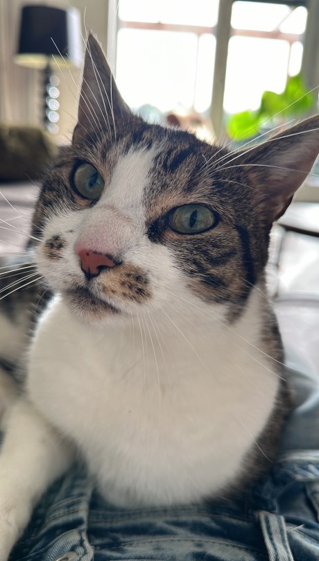 Kat Europese korthaar of huiskat