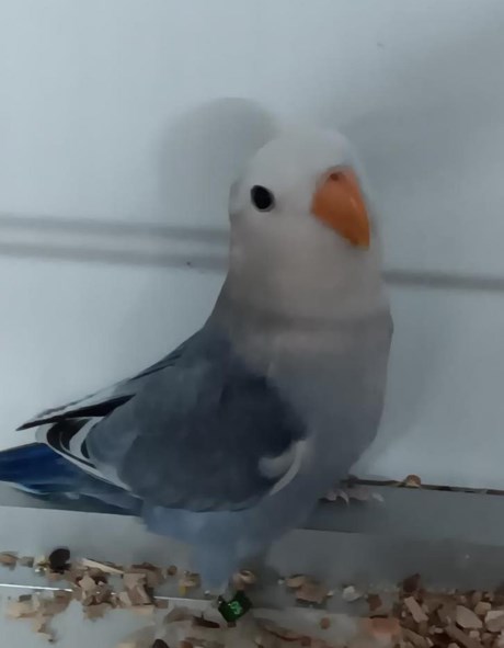 Vogel (Dwerg-)papegaai