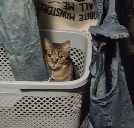 Kat Europese korthaar of huiskat