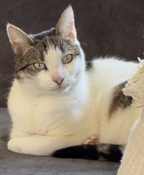 Kat Europese korthaar of huiskat