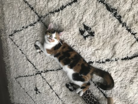 Kat Europese korthaar of huiskat