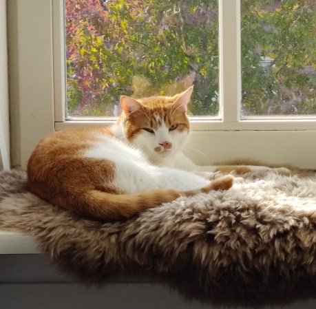 Kat Europese korthaar of huiskat