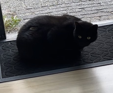 Kat Europese korthaar of huiskat