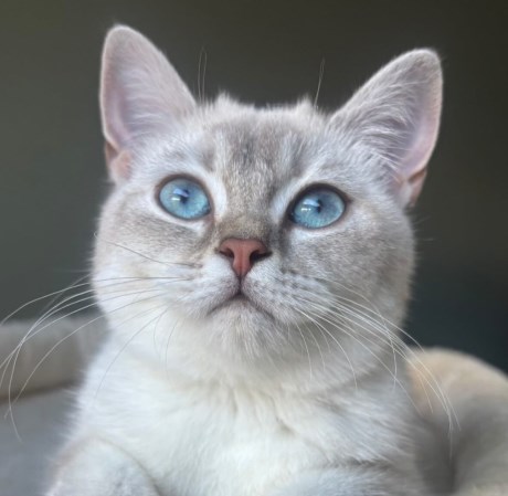 Kat Brits korthaar X