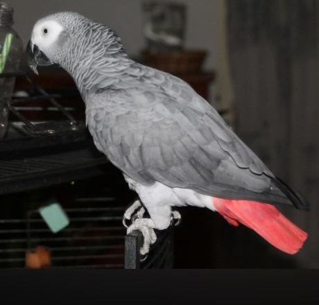 Vogel (Dwerg-)papegaai