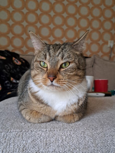 Kat Europese korthaar of huiskat