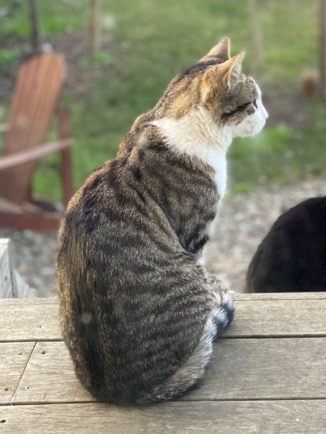 Kat Europese korthaar of huiskat