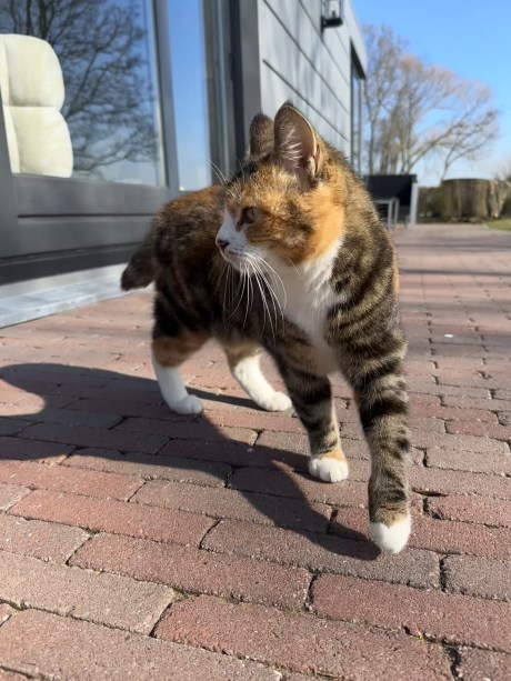 Kat Europese korthaar of huiskat