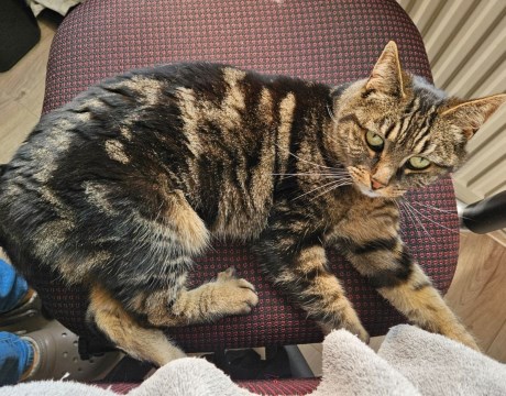 Kat Europese korthaar of huiskat