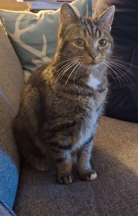 Kat Europese korthaar of huiskat