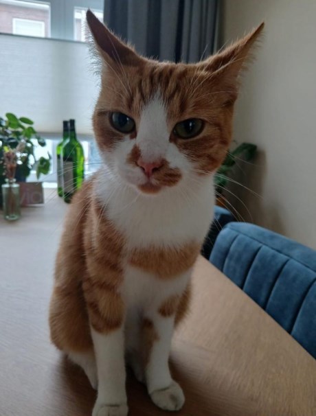 Kat Europese korthaar of huiskat