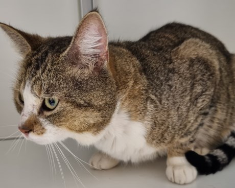 Kat Europese korthaar of huiskat