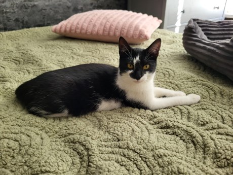 Kat Europese korthaar of huiskat