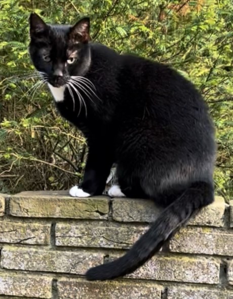 Kat Europese korthaar of huiskat