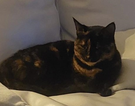 Kat Europese korthaar of huiskat