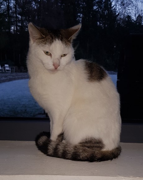 Kat Europese korthaar of huiskat