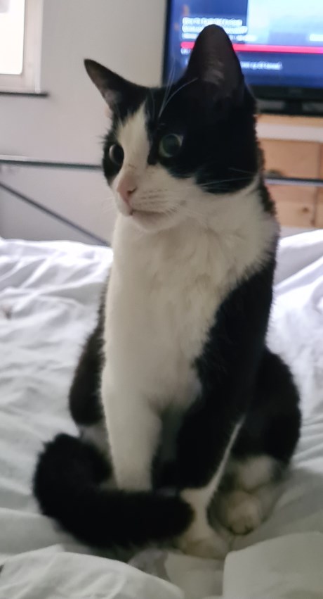 Kat Europese korthaar of huiskat