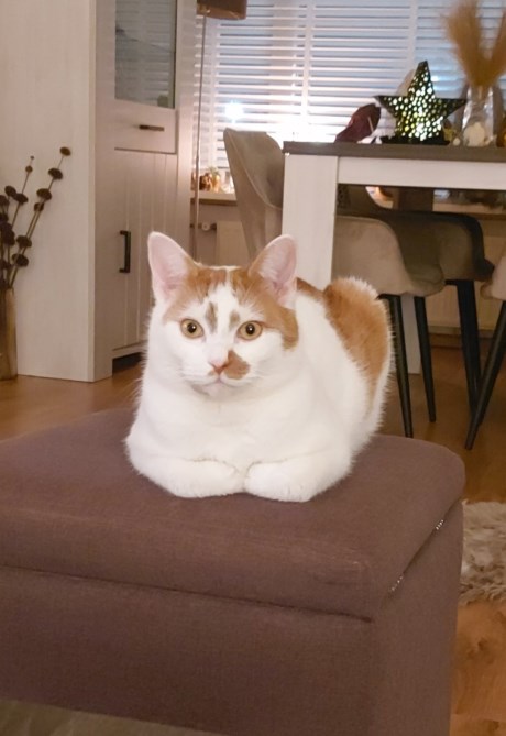 Kat Europese korthaar of huiskat