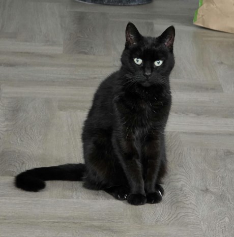 Kat Europese korthaar of huiskat