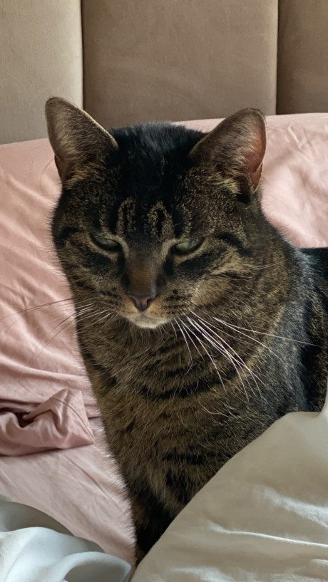 Kat Europese korthaar of huiskat