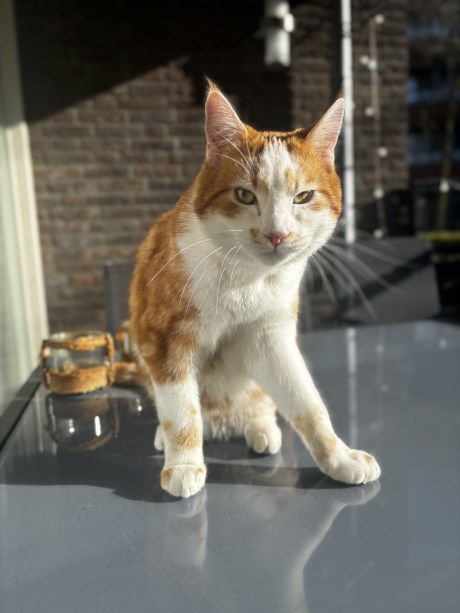 Kat Europese korthaar of huiskat