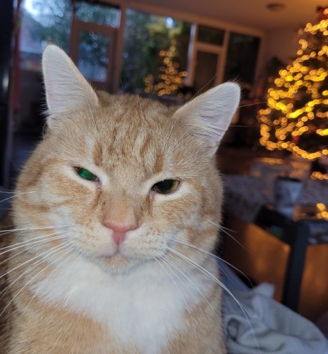 Kat Europese korthaar of huiskat