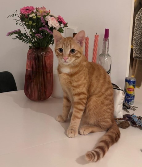 Kat Europese korthaar of huiskat