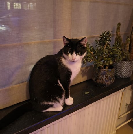 Kat Europese korthaar of huiskat