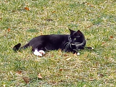 Kat Europese korthaar of huiskat