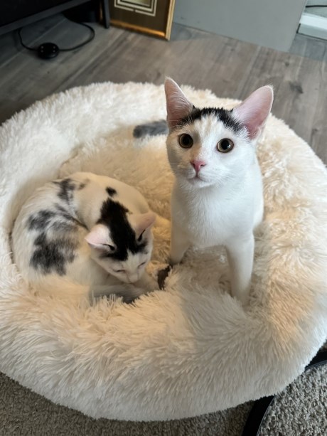 Kat Europese korthaar of huiskat