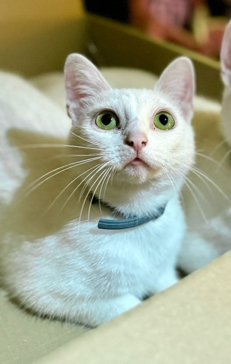 Kat Europese korthaar of huiskat