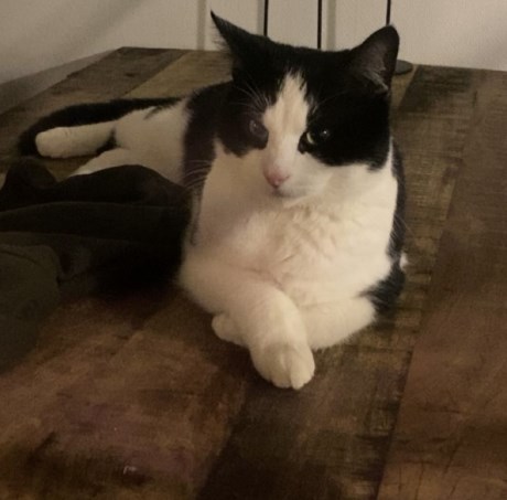 Kat Europese korthaar of huiskat