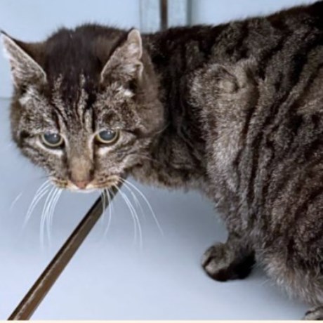 Kat Europese korthaar of huiskat