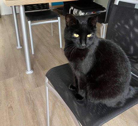 Kat Europese korthaar of huiskat