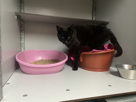 Kat Europese korthaar of huiskat