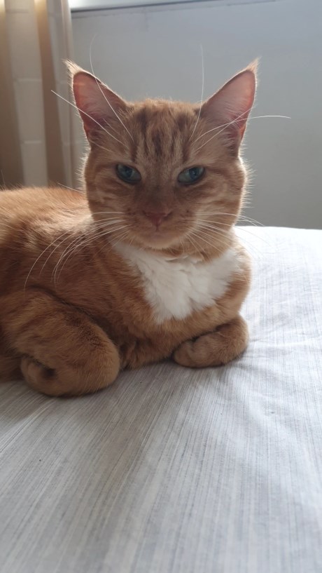 Kat Europese korthaar of huiskat