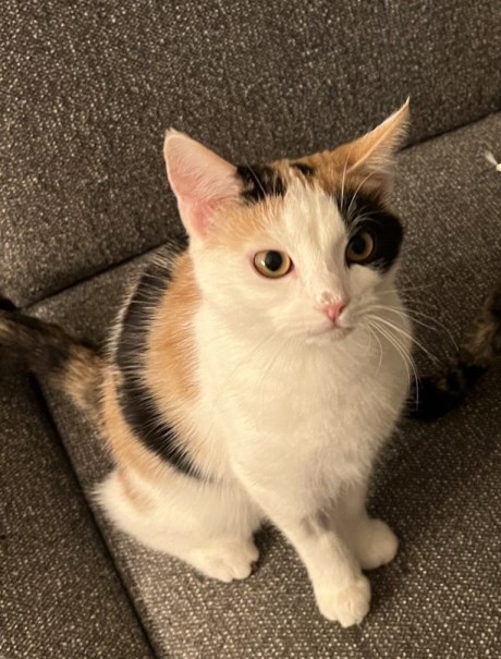 Kat Europese korthaar of huiskat